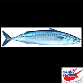 mackerel (Scomber scombrus)