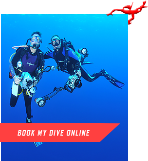 BOOK MY DIVE